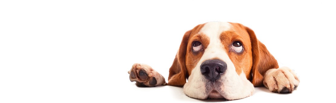 WSZYSTKO DLA ZWIERZĄT